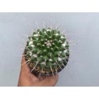 ราคา แมมหนามทุเรียน (Mammillaria magnimamma)(Mammillaria Bucareliensis) (40072300202)