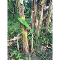 ราคา ต้นกล้วยหักมุก หน่อกล้วยหักมุกสวยๆ (6847321493)