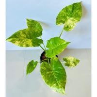 ราคา หูช้างด่างเหลือง บอนหูช้างด่างเหลือง (18189613598)