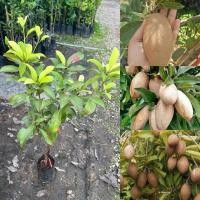 ราคา ต้นละมุดกระสวยมาเลย์ 1ต้น (24531737415)