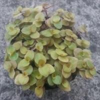 ราคา ต้นริบบิ้นชาลี (ไม้แดด) (903514934)