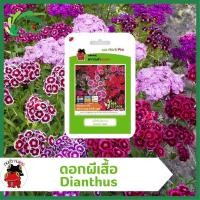 ราคา ดอกผีเสื้อ มาย แมพ มิกซ์ Dianthus Mind map Mix ตรากบดำกบแดง ดอกดก ทรงพุ่มแน่น แตกกิ่งก้านดี ทนร้อน สีสันสวยงาม (22930789289)