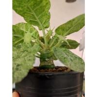 ราคา ต้นมะพร้าวทะเลทรายใบกลมด่าง (13576196496)