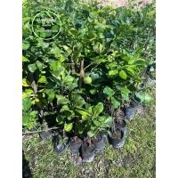 ราคา ต้นส้มโอใต้หวันไร้เมล็ด ต้นส้มโอ ทาบกิ่งเเข็งแรง 60-70 cm. (10280526081)