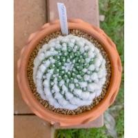 ราคา ซุปเปอร์ อิรุซามุ Mammillaria Bucareliensis cv. Super Erusamu ไม้เมล็ด ตัวขนเวียน (3262427263)