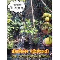 ราคา ส้มเช้งด่าง หรือ เช้งฮ่องเต้ (14763300849)