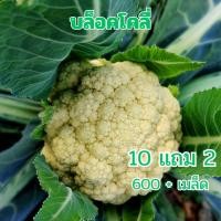 ราคา ดอกใหญ่จริง 600เมล็ด เมล็ด​พันธุ์​ กะหล่ำดอก​ Cauliflower​ เมล็ดพันธุ์คุณภาพ (40278818355)