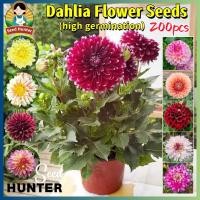 ราคา เมล็ดพันธุ์ ดอกรักเร่คละสี เมล็ดรักเร่ เมล็ดดอกรักเร่ (Mixed Color Dahlia Flower Seeds) 200เมล็ด/แพ็ค ของแท้ 100% (52104781294)