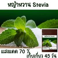 ราคา ใหม่!! 20 เมล็ด เมล็ดพันธุ์หญ้าหวาน Stevia (Stevia rebaudiana) (16658535636)