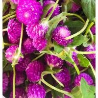 ราคา เมล็ดพันธุ์ ดอกบานไม่รู้โรย สีม่วง ( Purple Gomphrena Seed) บรรจุ 300 เมล็ด (26823999739)