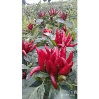 ราคา ผลิตภัณฑ์ใหม่ เมล็ดพันธุ์ 2022เมล็ดอวบอ้วนพริกช่อจีน 500 เมล็ดเมล็ดอวบอ้วน 100% รอคอยที่จะให้ความสนใจของคุณ VBTW/ผักบุ้ง (22310233836)