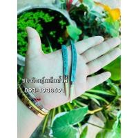 ราคา มีดดาบเหล็กน้ำพี้ 1คู่ ท่านพ่อพระยาพิชัยดาบหักจังหวัดอุตรดิตถ์ เหล็กน้ำพี้ (43068058421)