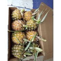 ราคา สับปะรดนางแล รสชาติหวานฉ่ำ มีกลิ่นหอมคล้ายน้ำผึ้ง เนื้อเหลือง ผลโต 1 กก มีประมาณ 1ลูก กก ละ 45 บาท (17850706483)