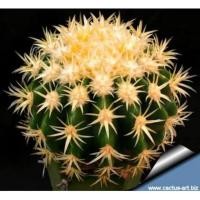 ราคา แคคตัสถังทองหนามสั้น Echinocactus grusonii v intermedius (4063039036)