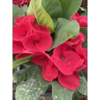 ราคา ต้นโป๊ยเซียน สายพันธุ์เศรษฐีใหม่ ดอกใหญ่สวย ขนาดกระถาง 8 นิ้ว (4981142823)