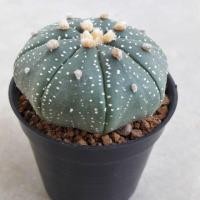 ราคา กระบองเพชร แอสโตรไฟตัม แอสทีเรียส คาบูโตะ ทรงแป้น แคคตัส Astrophytum asteries kabuto cactus (2330788200)