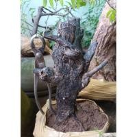 ราคา ต้นตะโก บอนไซโครงสร้าง (24358434695)