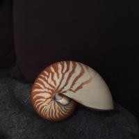 ราคา เปลือกหอยงวงช้างหรือหอยนูติลุส (8166464418)
