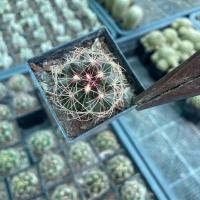 ราคา ต้น เทโรแคคตัสใบคัลเลอร์ กระถาง 2 นิ้ว กระบองเพชร ตะบองเพชร เเคคตัส จิ๋ว (25961790618)