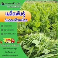 ราคา 60 เมล็ด เมล็ดต้นอ่อนโต้วเหมี่ยว ต้นอ่อนถั่วลันเตา โตเหมี่ยวเพาะงอก อุดมไปด้วยคุณค่าทางโภชนาการ (26741909526)