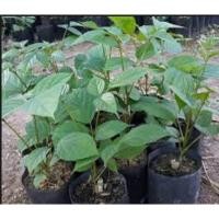 ราคา ขาย ต้นเพกาเตี้ย ราคาถูก (2318884493)