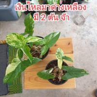 ราคา เงินไหลมาด่างเหลือง พร้อมส่ง 2 ต้น (9095215741)