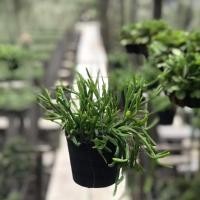 ราคา ต้นริพซาลิส. ก้ามกุ้ง. ในกระถางสีดำขนาด 4 นิ้ว แขวนลวด 3 ขา (7843652054)