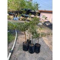 ราคา ต้นหูกระจง​ ต้นแผ่บารมี​ ไม้มงคล​ ไม้ประดับ​ 70-80​ซม. (18751480583)