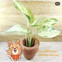 ราคา พลูด่าง พลูบราซิล พลูฉลุ พลูงาช้าง และพลูราชินีหินอ่อน (3696287680)