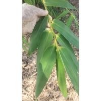 ราคา ใบไผ่ สด ใบใหญ่ สำหรับห่อบ๊ะจ่าง Bamboo Leaf กิโลละ 99 บาท ใบบ๊ะจ่าง ใบไผ่ เก็บคละไซส์ ไผ่ ใช้ห่อบ๊ะจ่าง (44051823814)