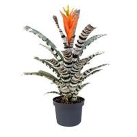ราคา [ขายหน่อ] สับปะรดสี แอคเมีย เซอร์ไพร้ส์ bromeliad aechmea 'Surprise' ไม้ฟอกอากาศ ไม้มงคล (8559704836)