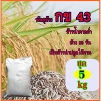 ราคา พันธุ์ข้าวกข43 เมล็ดพันธุ์ข้ว กข43 เป็นข้าวน้ำตาลต่ำ ขนาดทดลองปลูก5กิโลกรัม (4536136382)