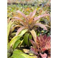 ราคา สับปะรดสี(Bromeliad ) Aec. Orandiana Mediopicta (25211506435)