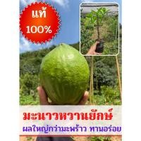 ราคา (1ต้น) มะนาวหวานยักษ์ ต้นกล้ามะนาวหวานยักษ์ (มะนาวหวานทานเนื้อ) ผลไม้แปลกหาทานยาก ต้นกล้าสูง20-25ซม. พร้อมส่ง (18115194281)