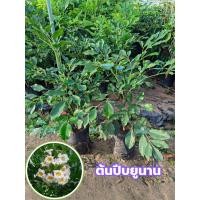 ราคา ต้นปีบยูนาน ไม้ดอกทรงพุ่ม ดอกสีชมพูมีกลิ่นหอม ติดดอกตลอดทั้งปี เป็นพืชชอบแดดปลูกง่าย (29041973267)