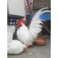 ราคา ไข่ไก่แจ้ลุ้นเชื้อ สีขาวมงคล 1ชุดมี5ฟอง (21881190893)