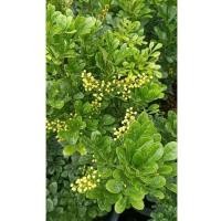 ราคา ต้นประยงค์ ไม้ดอก ไม้แดด ใบสวย (23879938475)