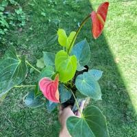 ราคา หน้าวัวดอกแดง ต้นหน้าวัว ดอกสีแดง (5243273764)