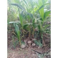 ราคา หน่อมะพร้าวน้ำหอม จากระโนด (24535471757)