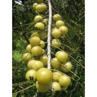 ราคา มะขามป้อมยักษ์อินเดีย (23151752138)