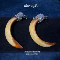 ราคา เขี้ยวหมูตัน ขนาดประมาณ 1*5 นิ้ว(ขนาดแต่ละอันไม่เท่ากัน เพราะเป็นเขี้ยวหมูจากธรรมชาติ) (24469788279)