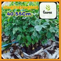 ราคา ต้นประดู่บ้าน ประดู่อ่อน ตระกูลเดียวกับ ต้นประดู่ป่า เเต่กิ่งอ่อน (18274885640)