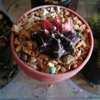 ราคา ยิมโนด่างม่วงแดงและเขียวแดง (1427436852)