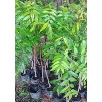 ราคา ต้นสะเดามันหรือสะเดาทะวาย สูง60-70cm.(1ต้น) (7039716857)