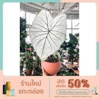 ราคา [ราชินีใบไม้ ไม้มงคล] อิเหนา [ฟอกอากาศ]- บอนสีอิเหนาขาว อิเหนาขาว บอนสี (12331550904)