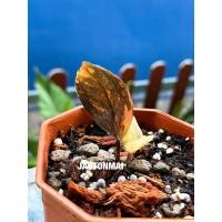 ราคา กวักมรกตดำด่างชมพู ลายสวย (25794608883)