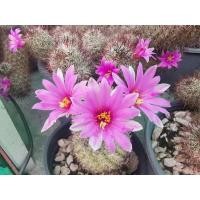 ราคา เมล็ดแคคตัส แมมมิลลาเนีย ชูแมนนิไอ Mammillaria schumannii (17314035095)