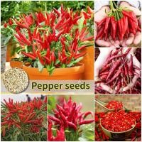 ราคา ปลูกได้ทั่วไทย เมล็ดสด100% เมล็ดพันธุ์ พริกไทย บรรจุ 200เมล็ด Super Spicy Hot Pepper Seeds เมล็ดพริกไทย เมล็ดพันธุ์ผัก (52255146165)