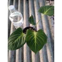 ราคา เสน่ห์จันทร์เจ้าจอม คล้ายเสน่ห์จันทร์ขาวแต่ก้านใบเขียว#เสน่ห์จันทร์เจ้าจอม (28443927330)