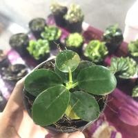 ราคา ช้อนเงินช้อนทอง ไม้มงคล (7479700388)